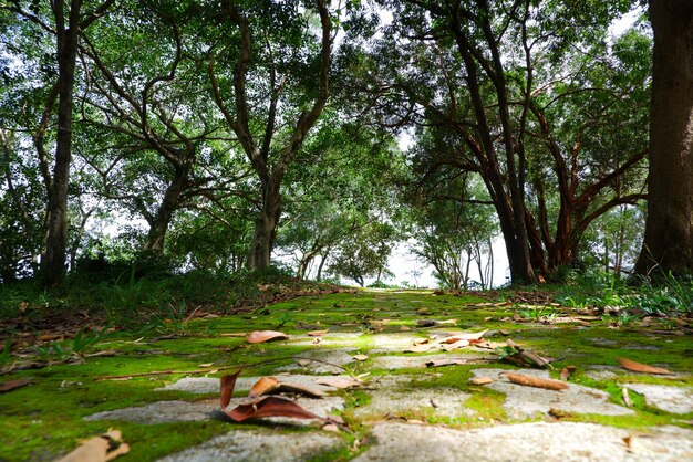 Moss covered stone walkway in the park.