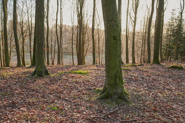 Moss covering beech trees in remote forest environmental conservation and nature reserve Woods with damp algae and fungal growth in serene tranquil and calm countryside or m quiet field in Sweden