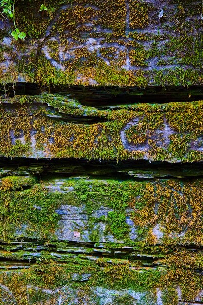 Moss covers rocks in texture detail of wall