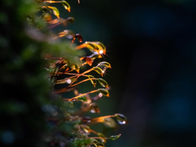 Photo moss cuckoo flax blooms closeup selective focus