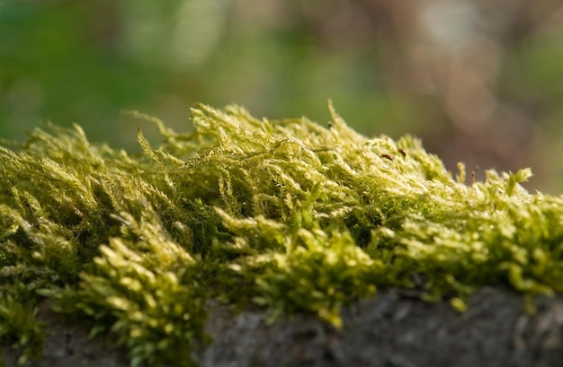 moss detail