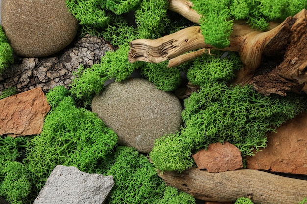 Moss diversi sfondi per il concetto di natura muschio e legno muschio e pietre