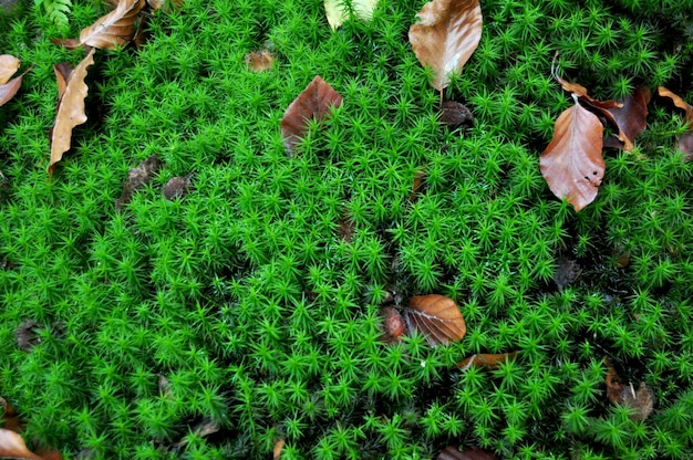 Moss en Mosses Sphagnales op de grond in de jungle in het Zwarte Woud of Schwarzwald in het Seebach-district van de stad Zürich in Baden Wurttemberg, Duitsland