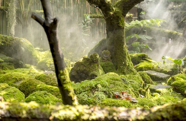 Moss and fern style plants cover the forest floor in the garden.