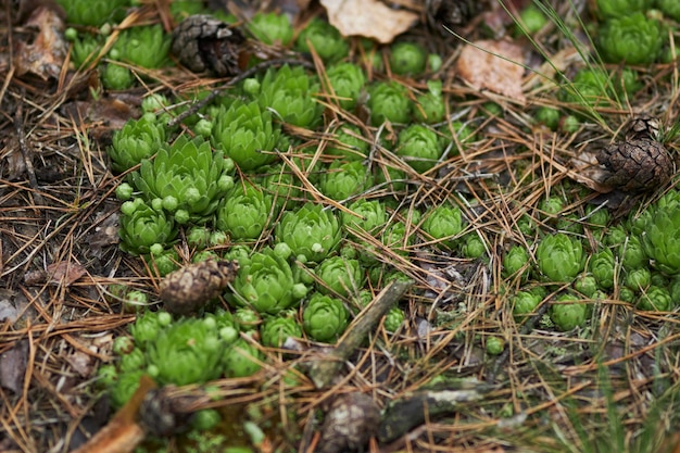 Moss in the forest closeup nature plants in the forest in the grass handicap