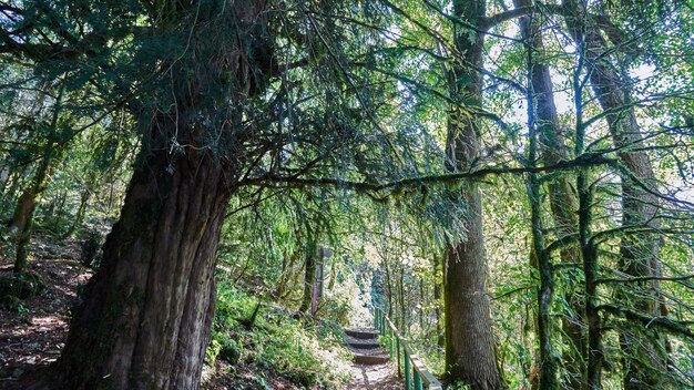 Moss in forest. Sunlight in the branches of trees