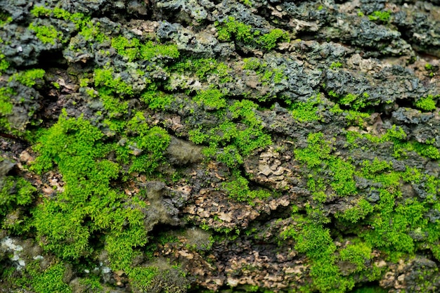 Моховая трава на скале, зеленый фон природы