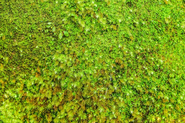 Photo the moss green nature