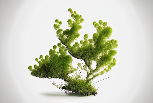 Moss in green on a white backdrop