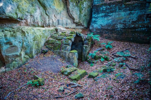 Photo moss growing on rock against wall