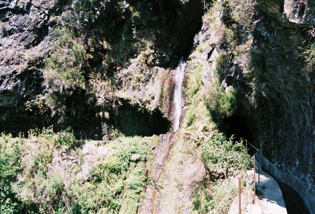 Foto muschio che cresce sulla roccia