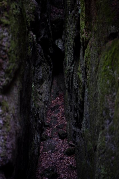 Foto muschio che cresce sulle rocce della foresta