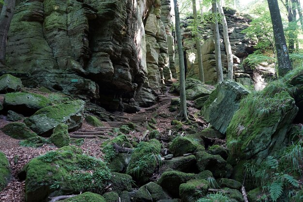 Moss growing on rocks in forest