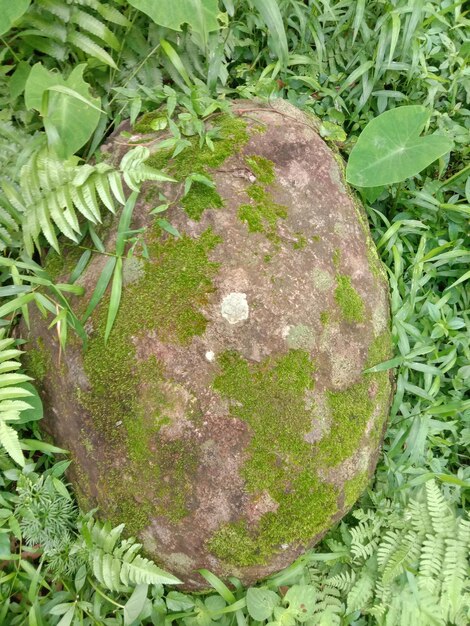 Moss growing on rocks and grass growing covering rocks