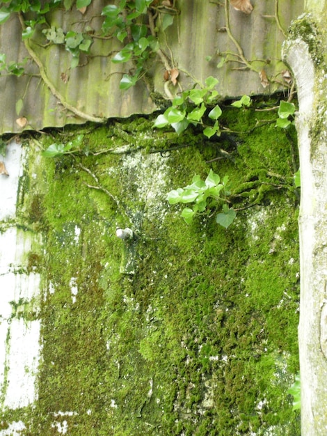 Photo moss growing on rocks