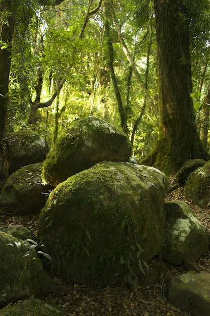 Foto il muschio cresce sull'albero nella foresta