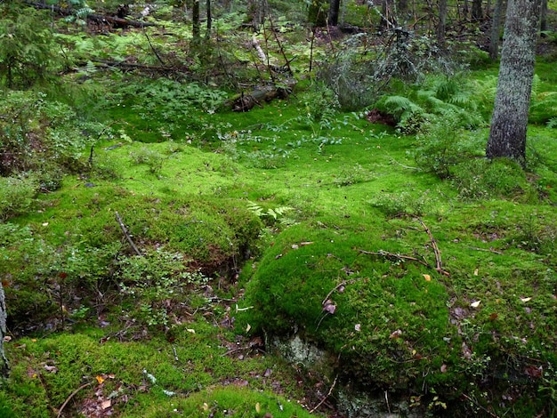 Moss growing on tree in forest