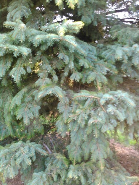 Photo moss growing on tree trunk in forest