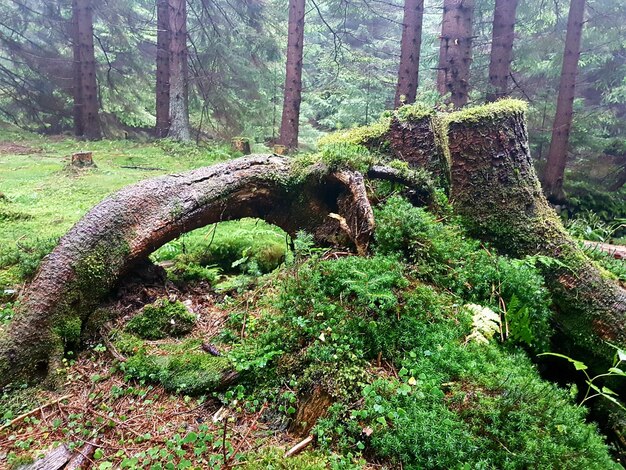 Moss growing on tree trunk in forest