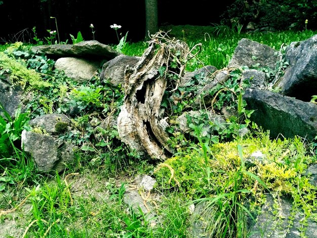 Moss growing on tree trunk in forest