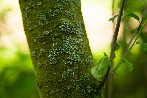 Photo moss growing on tree trunk