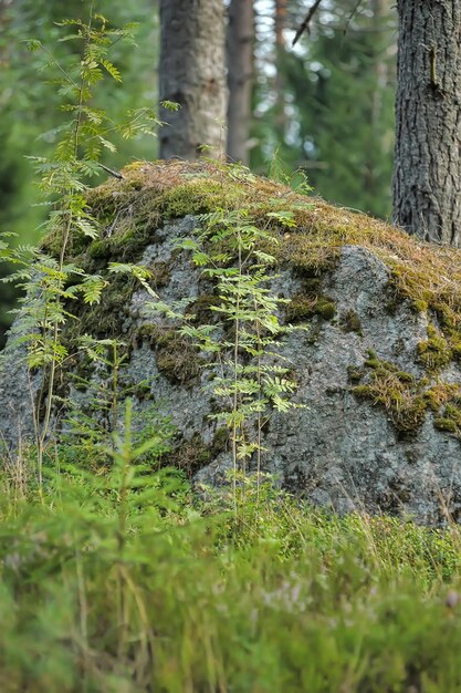 Moss growing on tree trunk