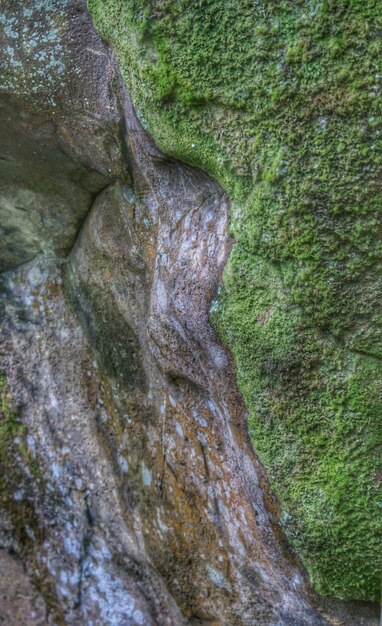 Moss growing on tree trunk