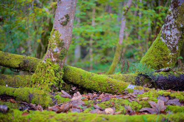 Moss growing on tree trunk