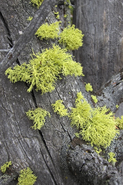 Photo moss growing on tree trunk