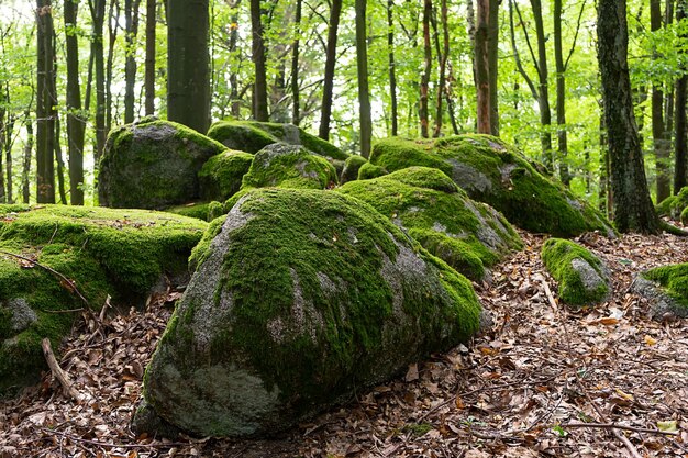 Moss growing on tree trunks in forest