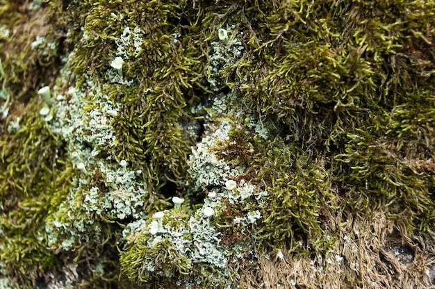 写真 落葉樹林の木に生えた苔