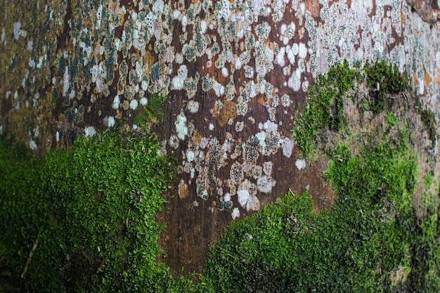 Photo moss grows on an old palm tree background