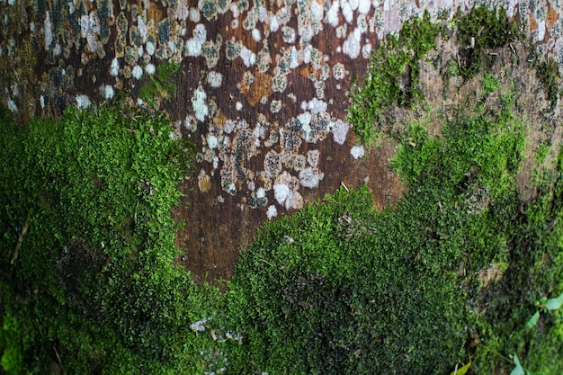 Foto il muschio cresce su una vecchia palma