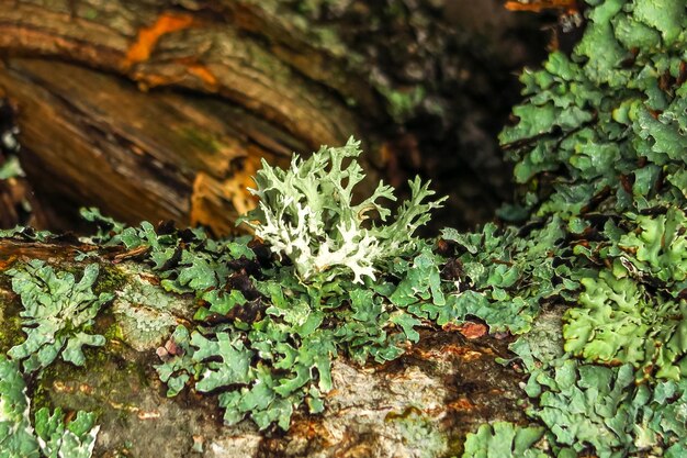 moss grows on a tree. green natural background