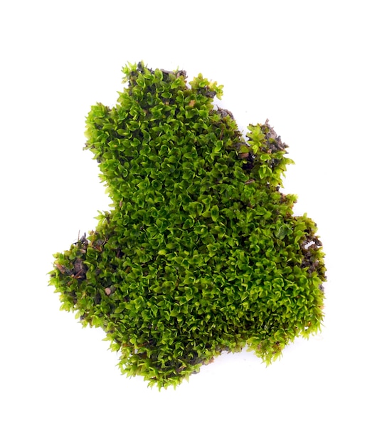 Moss isolated on white background