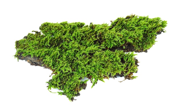 Photo moss isolated on white background