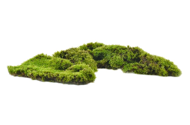 Moss isolated on white background.