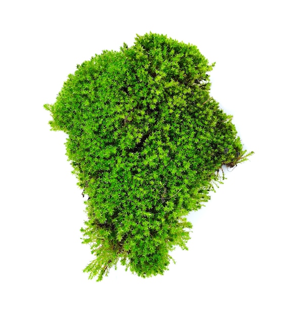 Moss isolated on white