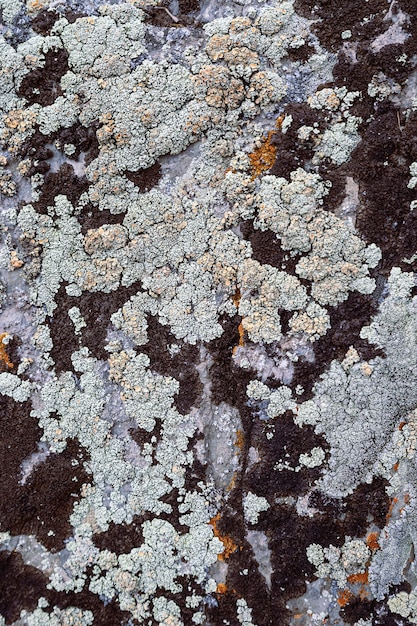 Moss and lichen growing on grey rock