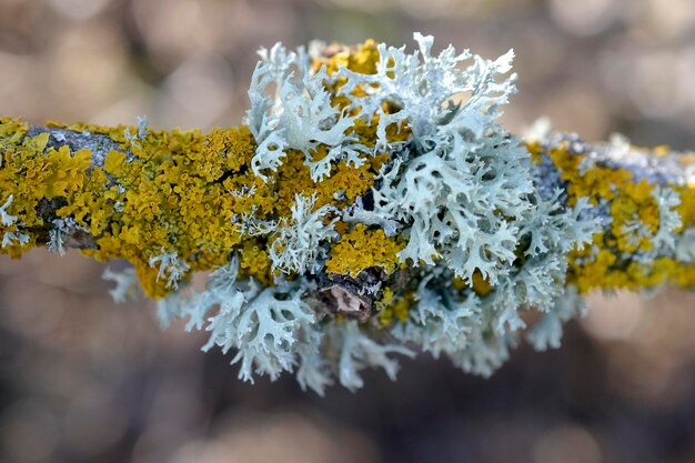 Moss lichen on an tree branch