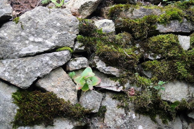 moss of lined stone wall