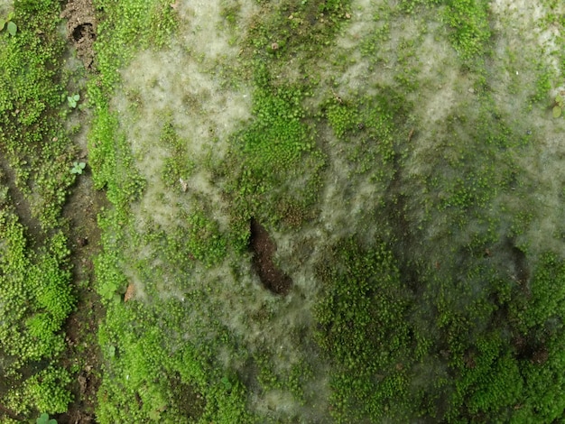 Photo moss and live vines on the wal