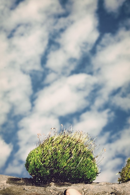 Moss on Log