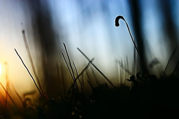 苔マクロ春/太陽の光線と自然の春の背景苔自然