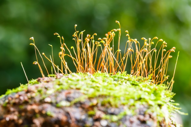 Photo moss in nature