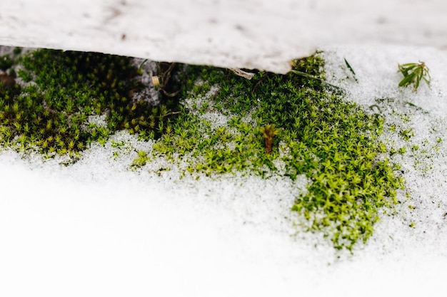 Moss near the tree in winer