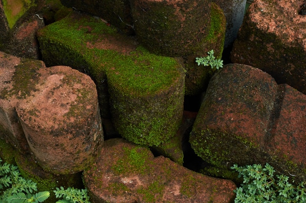 Moss on the old bricks