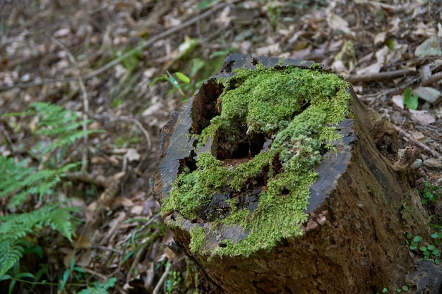 Photo moss on the old wood