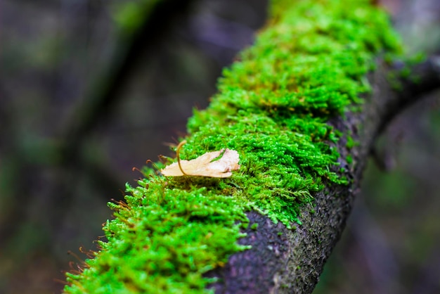 写真 森の木の苔