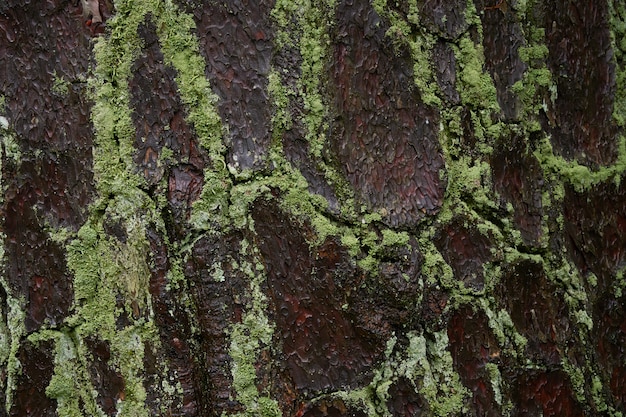 写真 木材表面のコケ